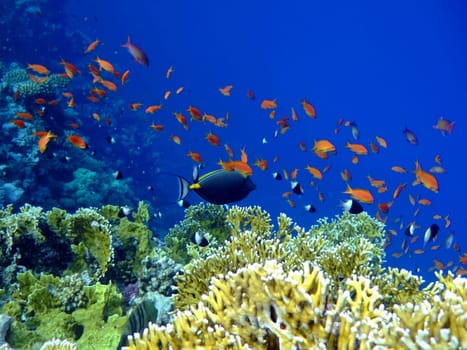 Underwater landscape with Scalefin Anthias and Surgeonfish. Red Sea