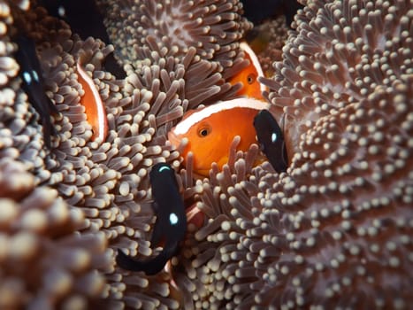 Anemone and Clownfishes close-up. Sipadan. Celebes sea