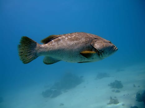 close-up grouper in the blue