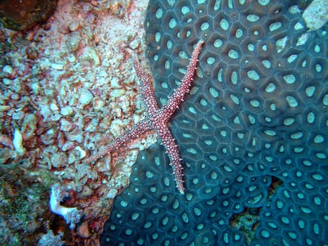 Four-pointed starfish and mosaik coral