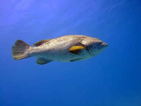 Big grouper in blue. Red Sea