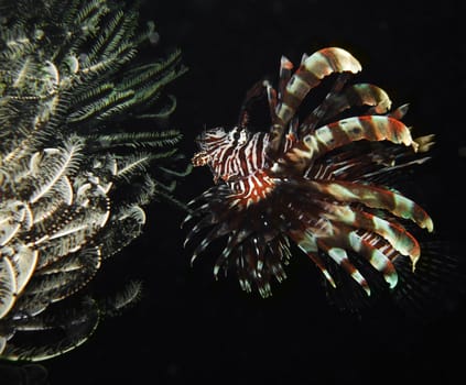 Tropical fish lionfish underwater at night time