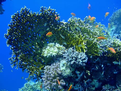 Underwater landscape with Scalefin Anthias and coral. Red Sea