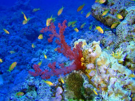 Underwater landscape with Scalefin Anthias and coral