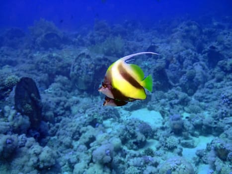 Two Heniochus Black &amp  White butterflies.Red sea