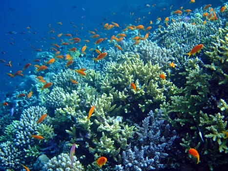 Underwater landscape with school Scalefin Anthias and coral. Red Sea
