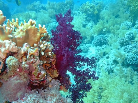 Uderwater landscape. Soft and hard coral