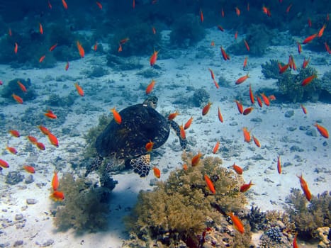 Underwater landscape with turtle and many small fish. The Red Sea