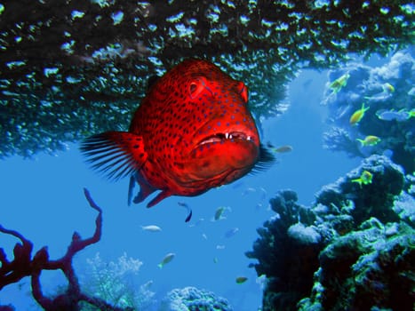 grouper under a coral in the sea