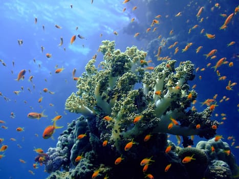 Underwater landscape with Scalefin Anthias and soft coral. Red Sea