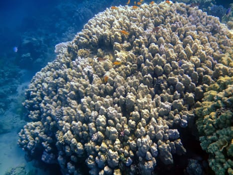 Underwater landscape with big coral and small fishes. The Red sea
