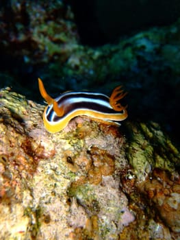 Quadricolour chromodoris creeping on a coral on depth