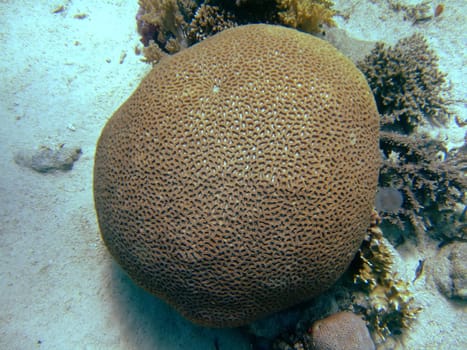 Round mosaic coral on a sea-bottom