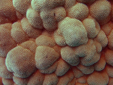 Texture of the sea coral for a background