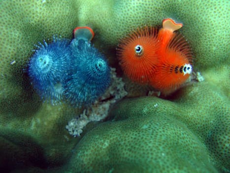 Red and blue underwater worms hiding in a coral