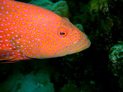 red close up grouper