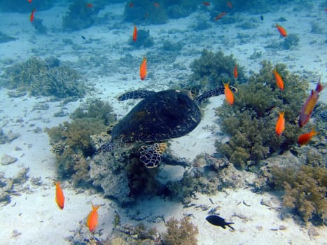 Underwater landscape with turtle. The Red Sea
