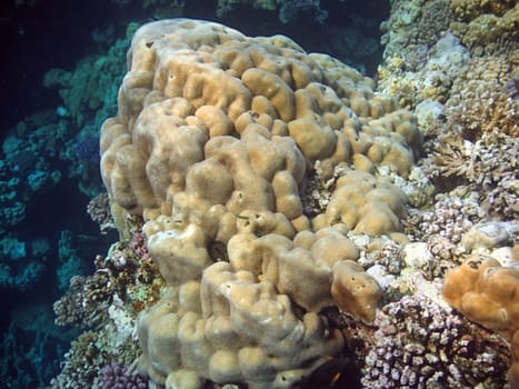 Underwater landscape with big coral. The Red sea
