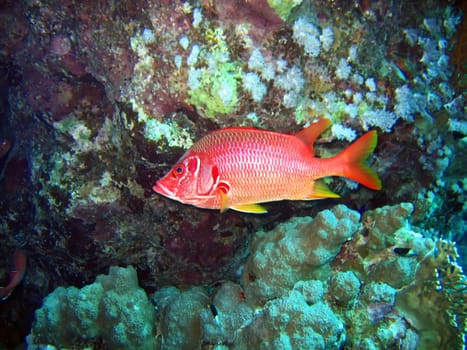 Big red tropical fish in deep close-up. Red sea