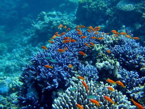 Underwater landscape with Scalefin Anthias and coral. Red Sea