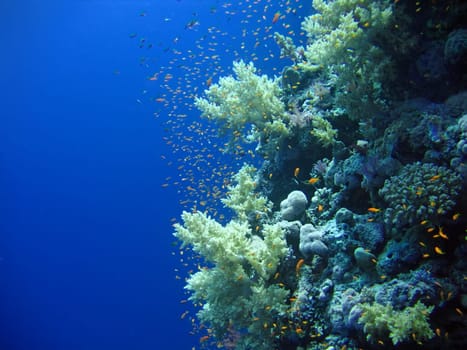 Underwater landscape with many small fish. The Red sea