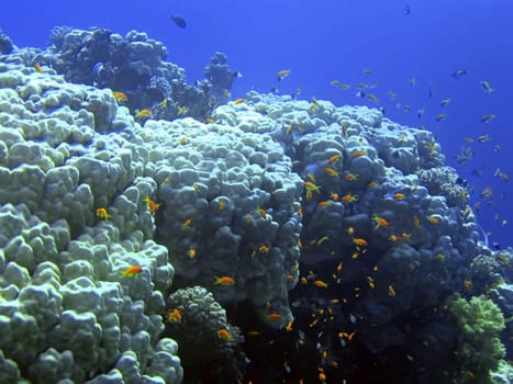 Underwater landscape with many small fish. The Red sea
