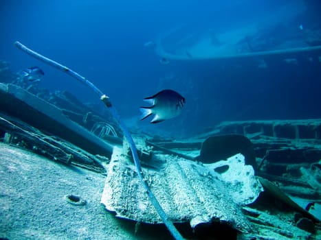 Underwater landscape with boat fragments and fish. The Red Sea