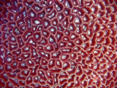 texture of the sea coral.