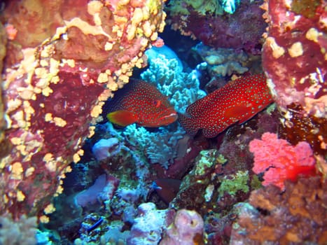 Underwater landscape with red groupers. The Red sea