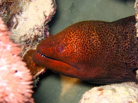 Undulated Moray Eel in deep. Red sea