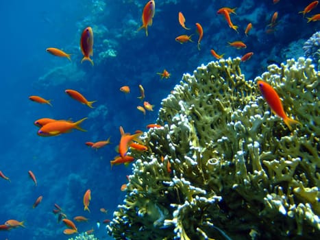 Scalefin Anthias in the Red Sea and coral in blue