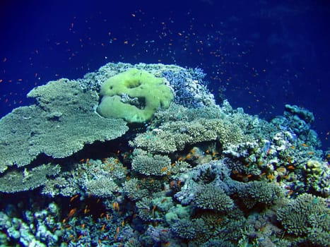 Underwater landscape with many small fish and coral