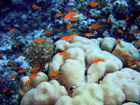 Scalefin Anthias in the Red Sea and coral
