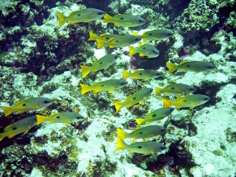 Underwater landscape with school of yellowl fish and coral