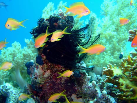 Scalefin Anthias in the Red Sea and lily in blue