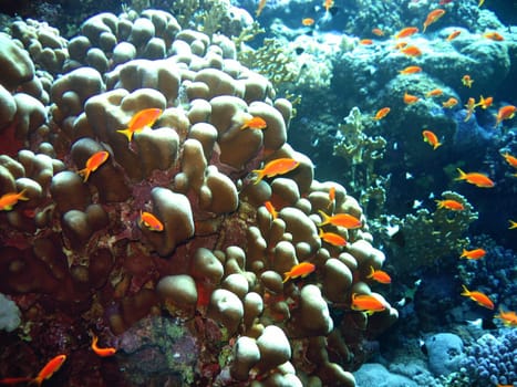 Scalefin Anthias and coral in the blue