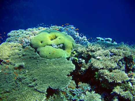 Underwater landscape with many small fish and coral