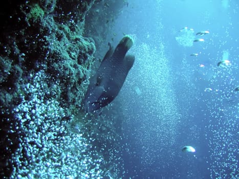 underwater. napoleon fish and bubbles. the red sea
