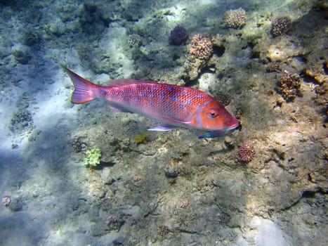 Tropical fish. Red sea