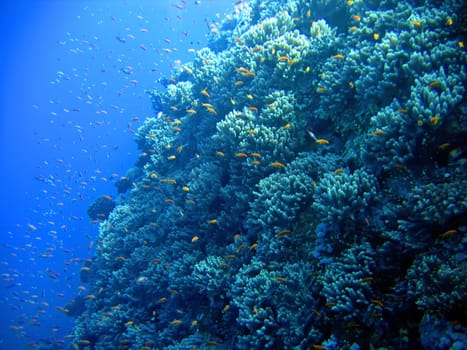 Underwater landscape with many small fish.