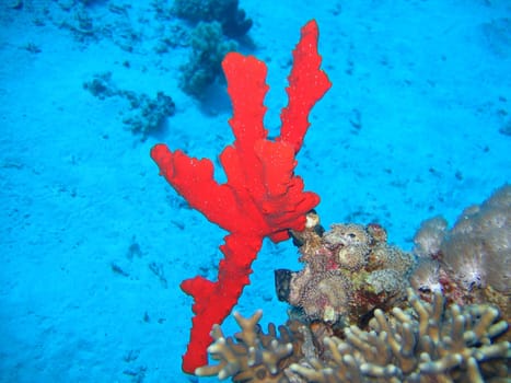 Uderwater landscape with scarlet corticata