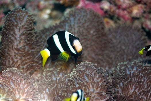 Clark&#039 s Anemonefish (Amphiprion clarkii) Maldives. Indian ocean. Addu atoll.