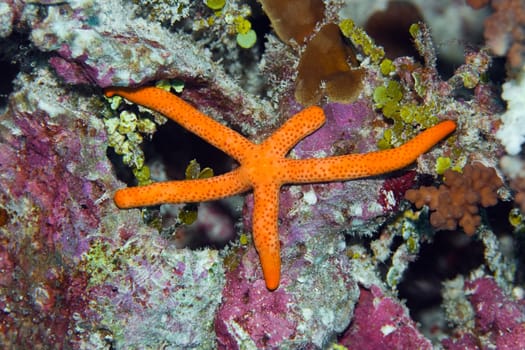 Red starfish (Linckia multifora). Maldives. Indian ocean. Addu atoll.