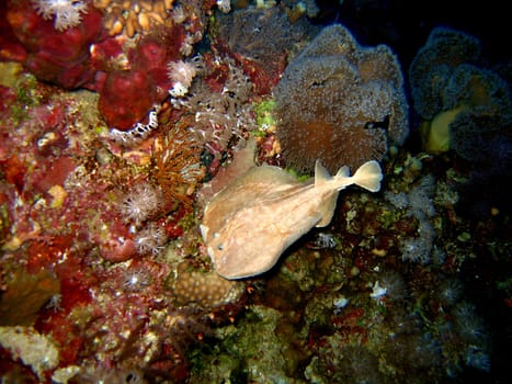 stingray in the sea