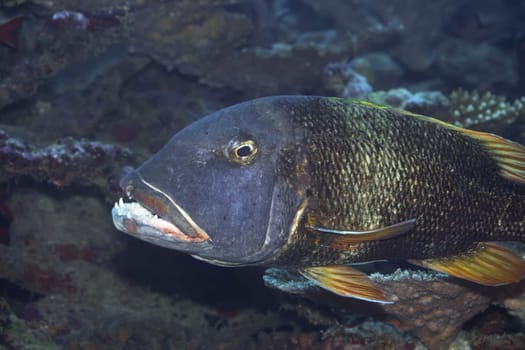 Tropical fish Emperor (Lethrinus erythracanthus). Maldives. Indian ocean. Addu atoll.