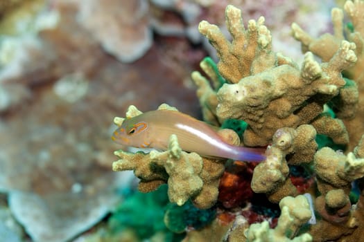 Horseshoe Howkfish (Paracirrhites Arcatus) sitting on the coral. Maldives. Indian ocean. Addu atoll.