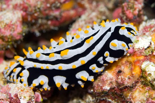 Nude mollusc (Phyllidia). Maldives. Indian ocean. Addu atoll.