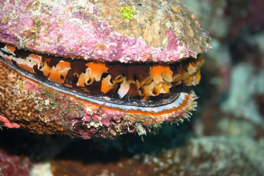 Thorny Oyster (Spondylus aurantius).  Maldives. Indian ocean. Addu atoll.