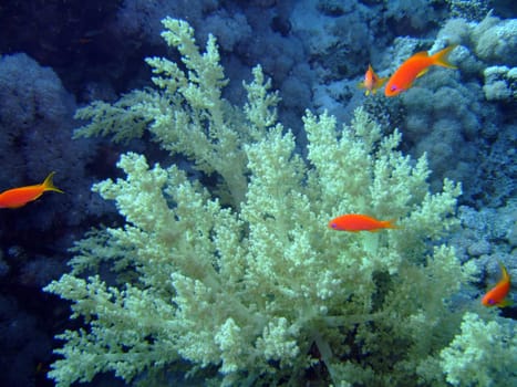 Scalefin Anthias and soft coral in blue