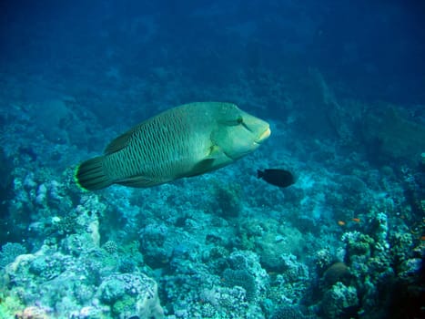 Napoleon fish. Red sea